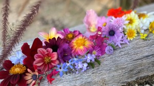 flower-on-log 16-9 ratio