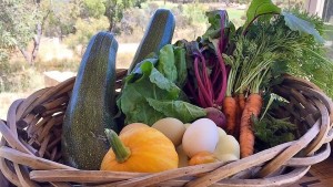 veggie-basket - 16-9 ratio